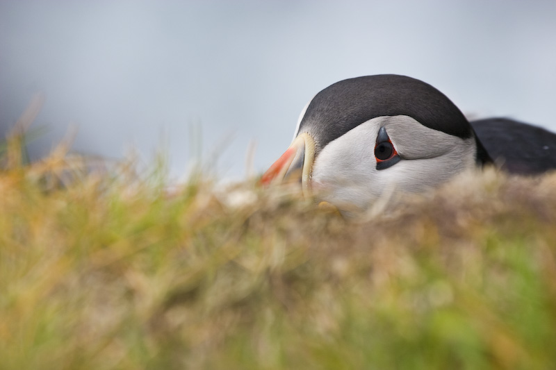 Atlantic Puffin